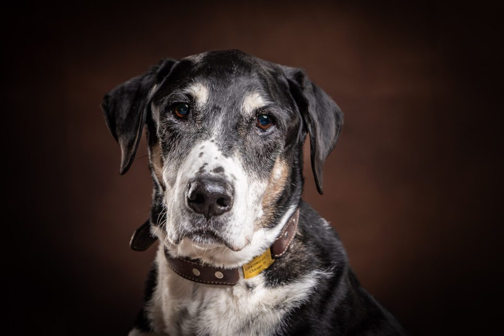 Legacy Pet Photo Session