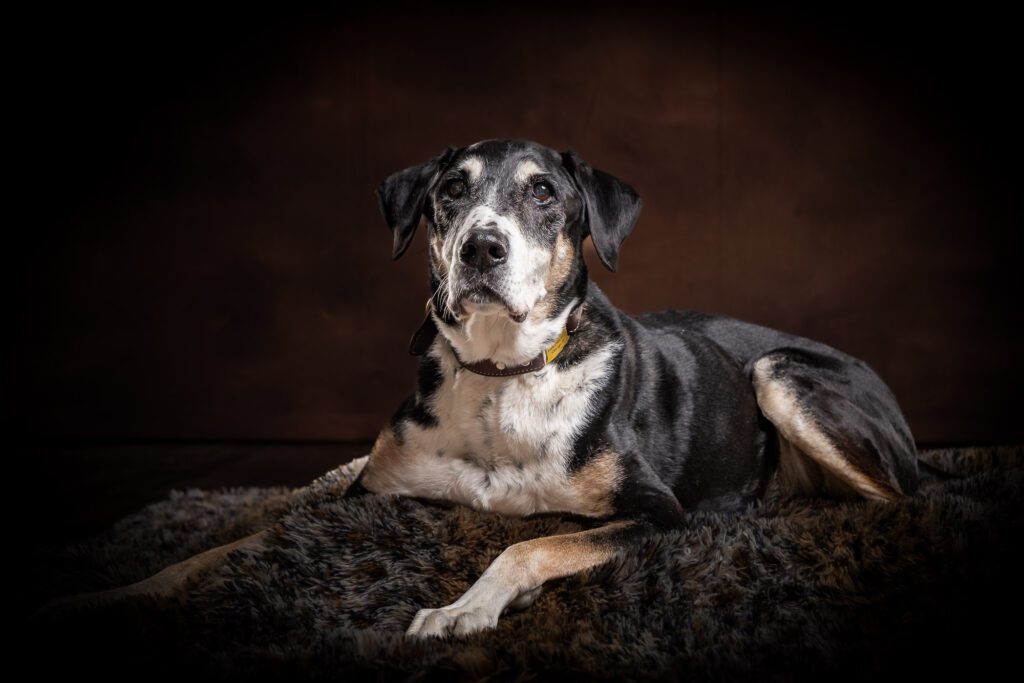 Legacy Pet Photo Session