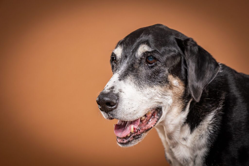 Legacy Pet Photo Session
