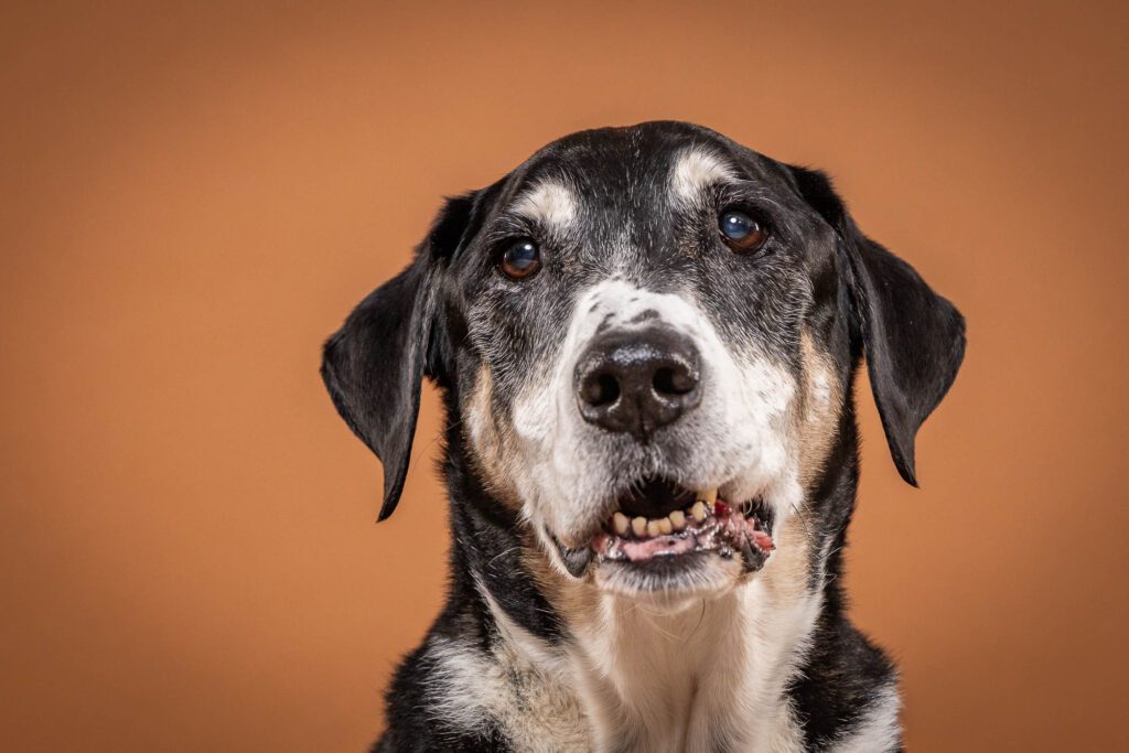 Legacy Pet Photo Session