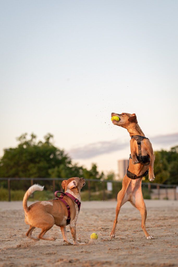 Montrose Beach Dog Park Photos