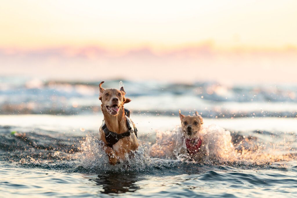 Montrose Beach Dog Park Photos