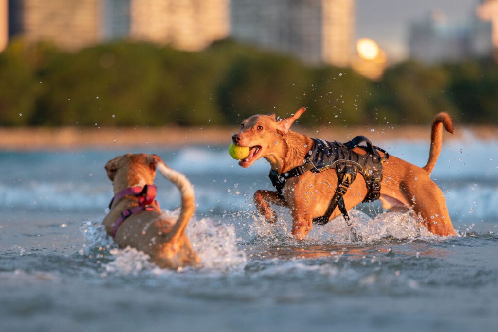 Montrose Beach Dog Park Photos