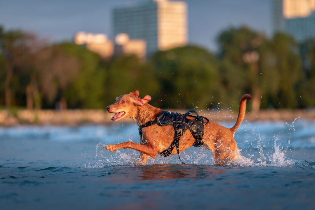 Montrose Beach Dog Park Photos