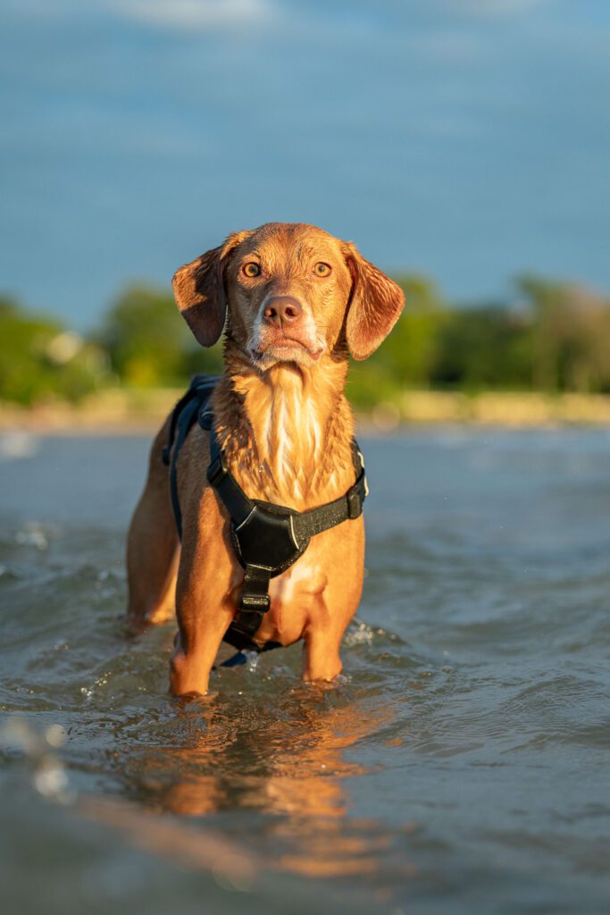 Montrose Beach Dog Park Photos