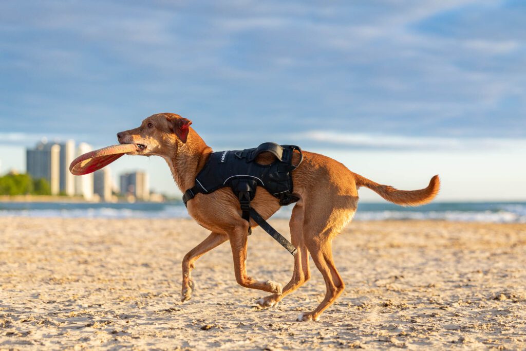 Montrose Beach Dog Park Photos