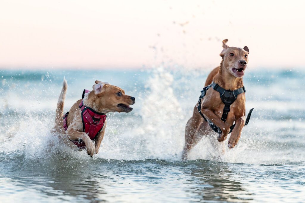 Montrose Beach Dog Park Photos
