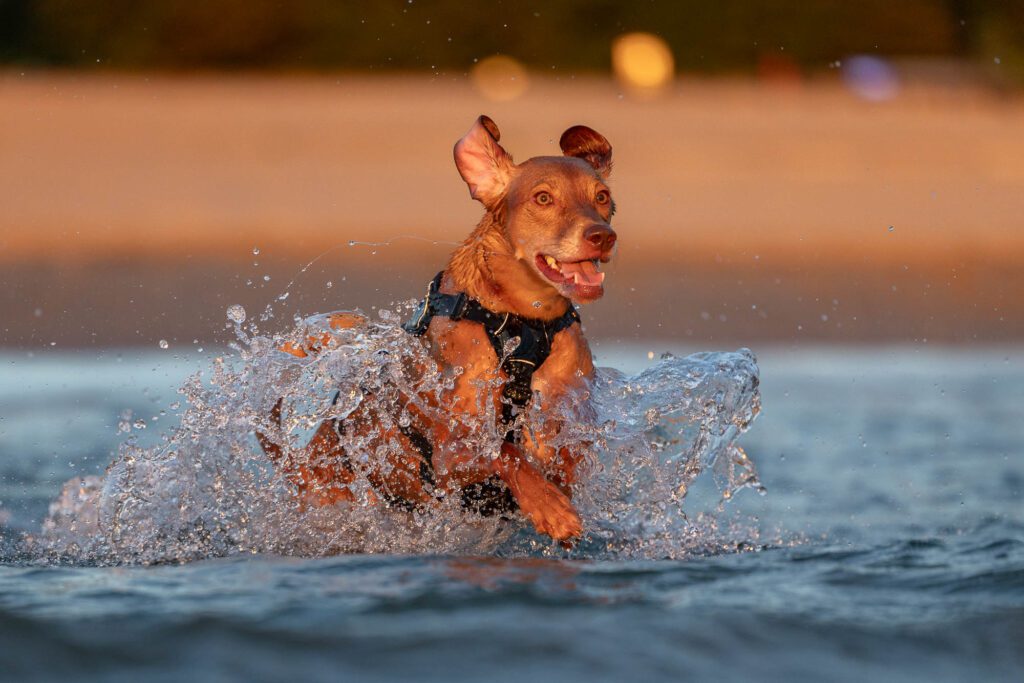 Montrose Beach Dog Park Photos