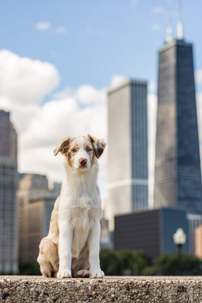 Chicago Dog Photographer