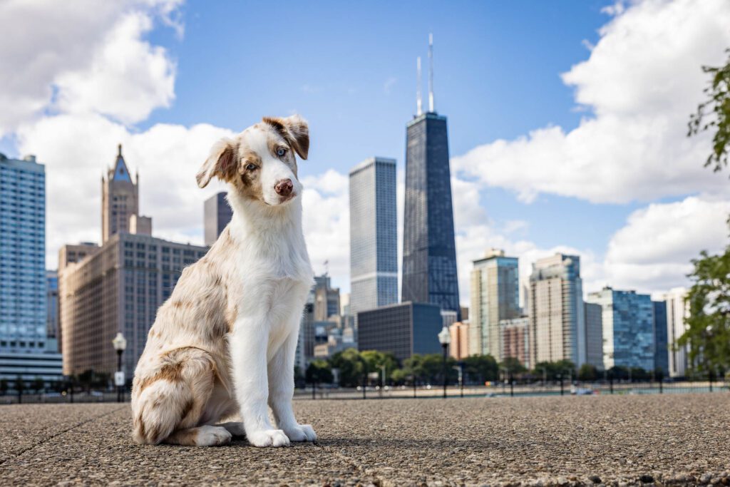 Chicago Dog Photographer