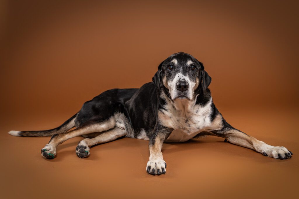 Legacy Pet Photo Session