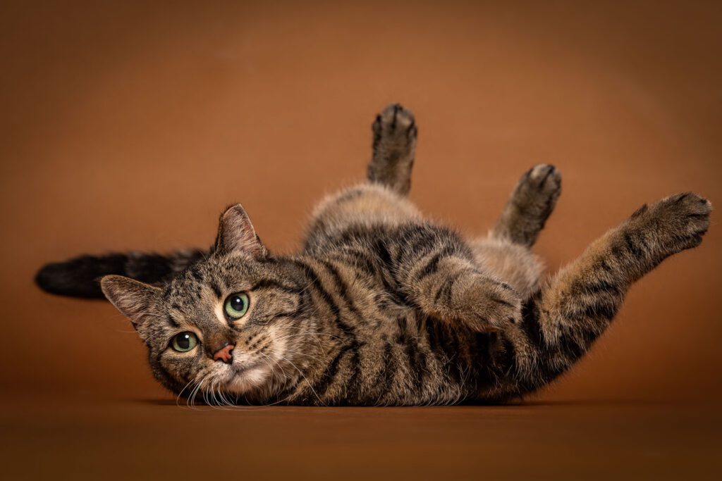 Cat Photographer in Chicago