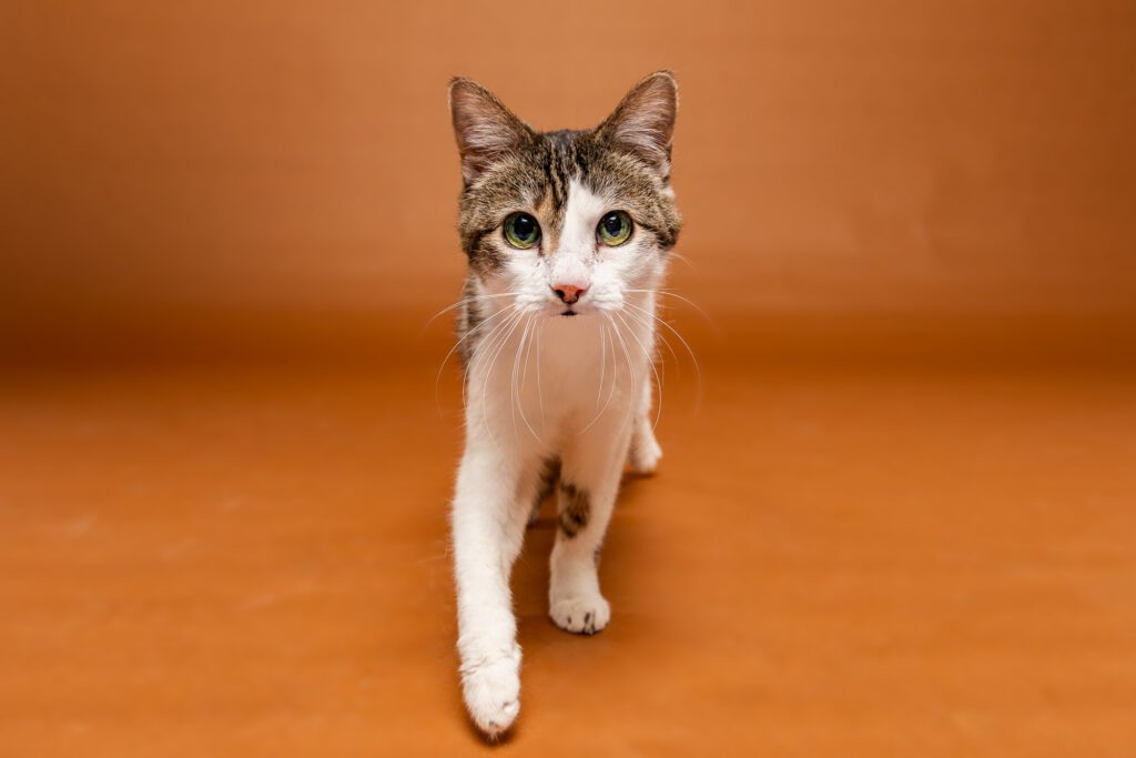 Cat Photographer in Chicago