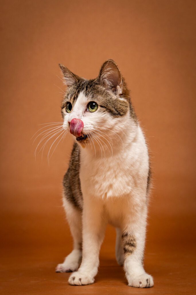 Cat Photographer in Chicago