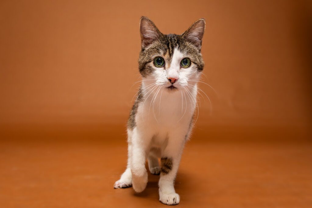 Cat Photographer in Chicago