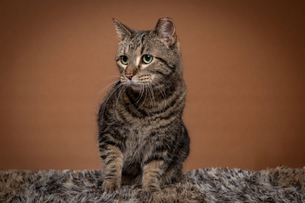Cat Photographer in Chicago
