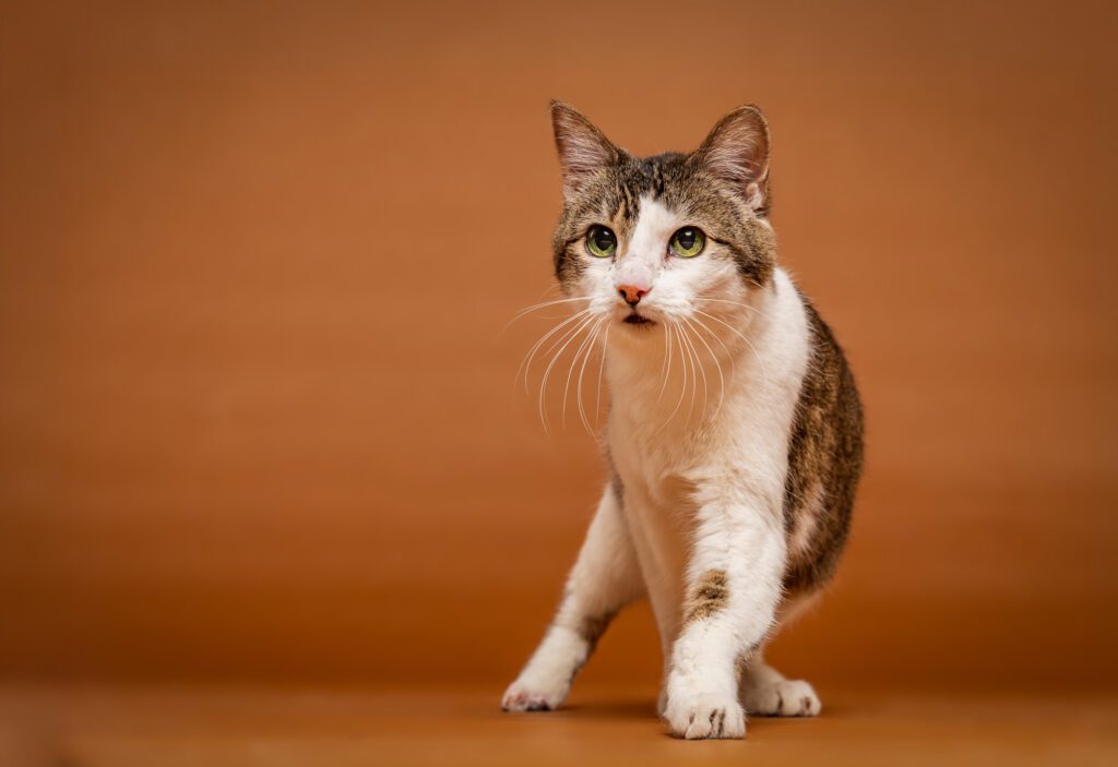 Cat Photographer in Chicago