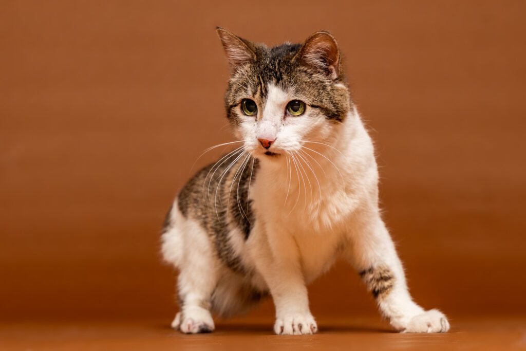Cat Photographer in Chicago