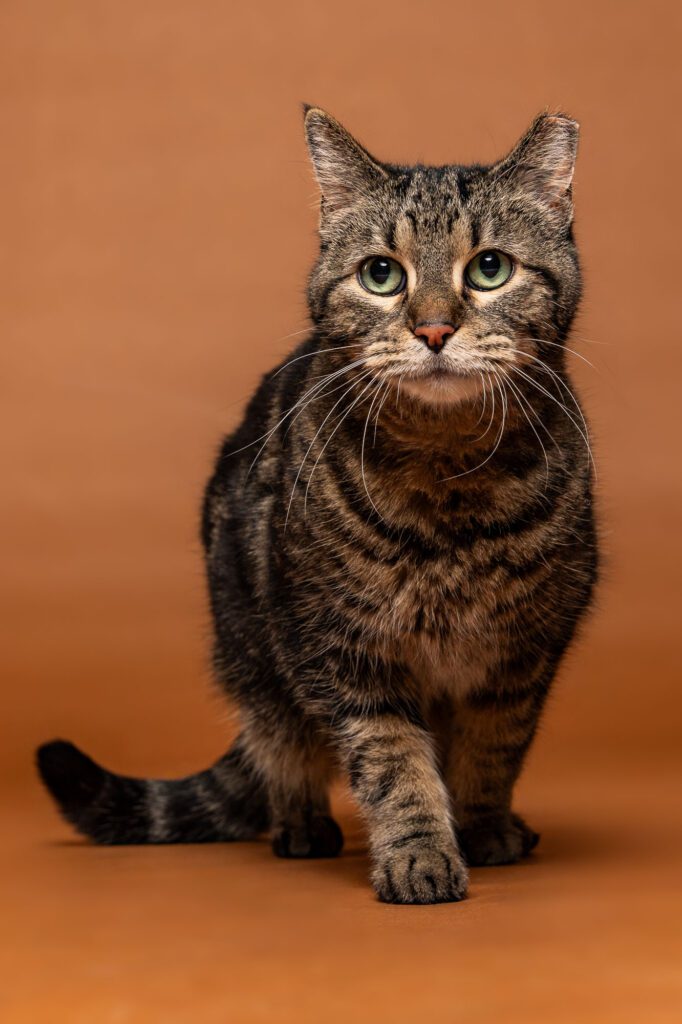 Cat Photographer in Chicago