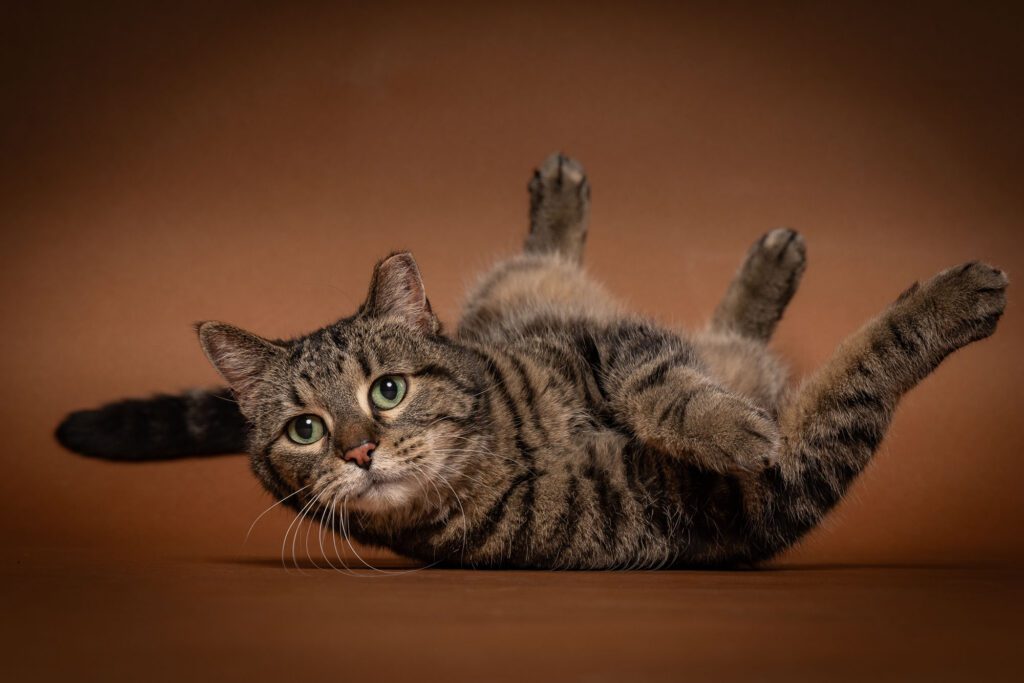 Cat Photographer in Chicago
