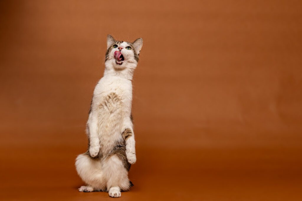Cat Photographer in Chicago