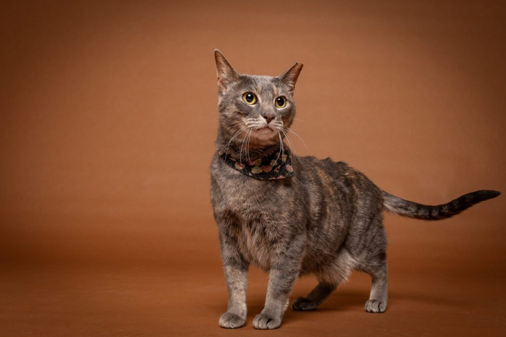 Cat Photographer in Chicago