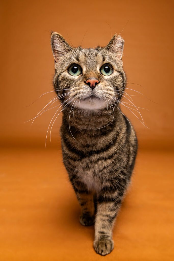 Cat Photographer in Chicago