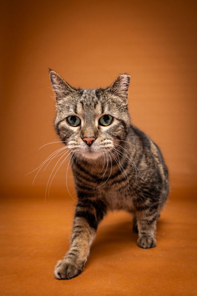 Cat Photographer in Chicago