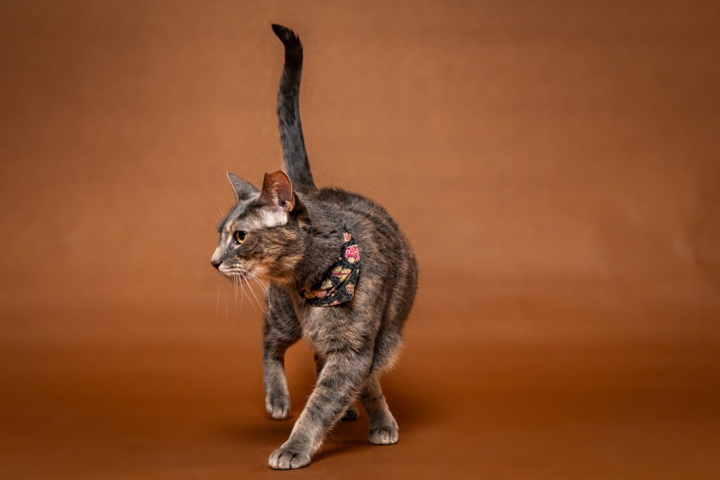 Cat Photographer in Chicago