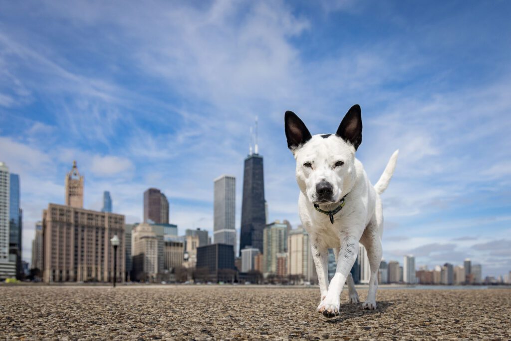 Chicago Dog Photographer