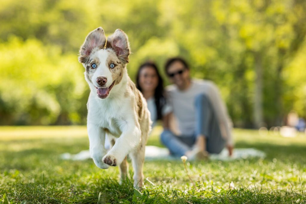 Chicago Dog Photographer