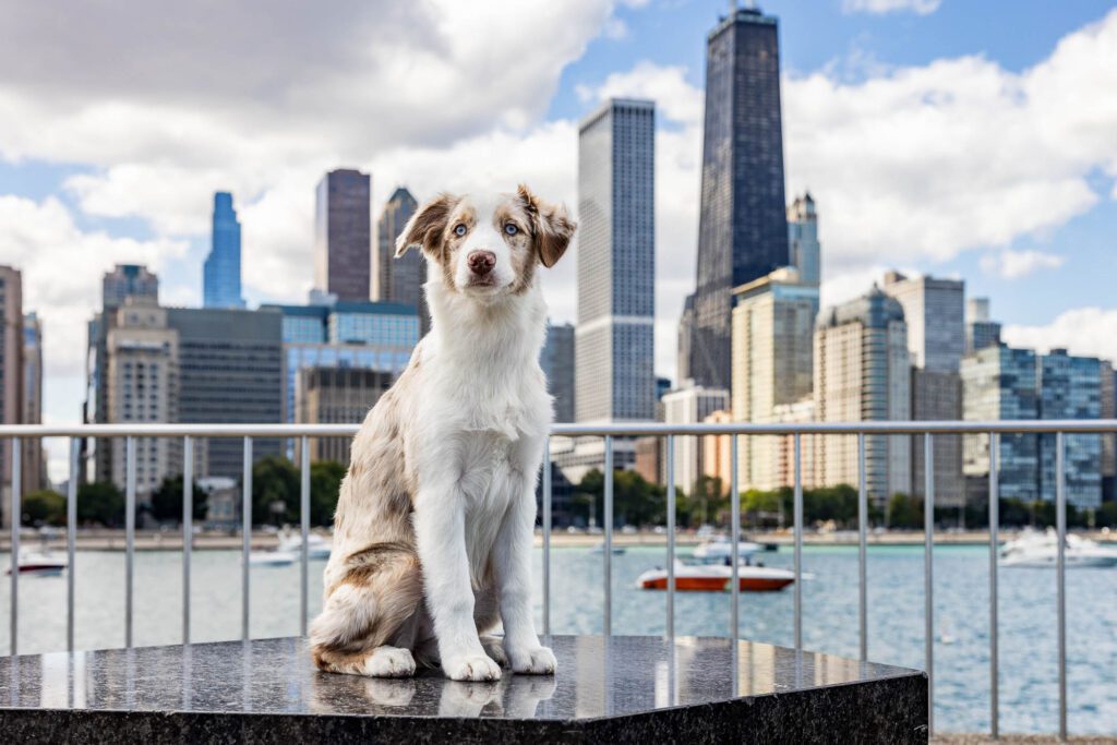 Chicago Dog Photographer
