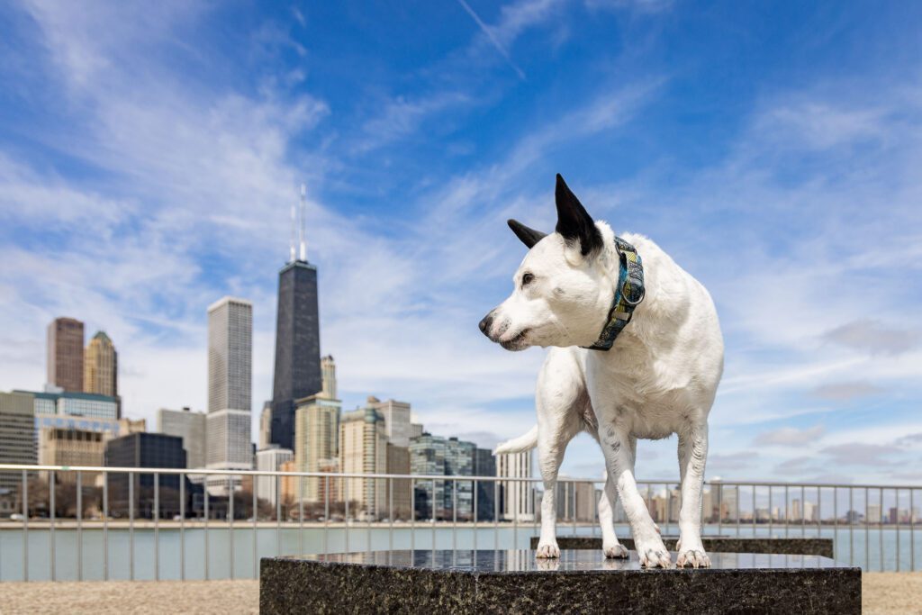 Chicago Dog Photographer