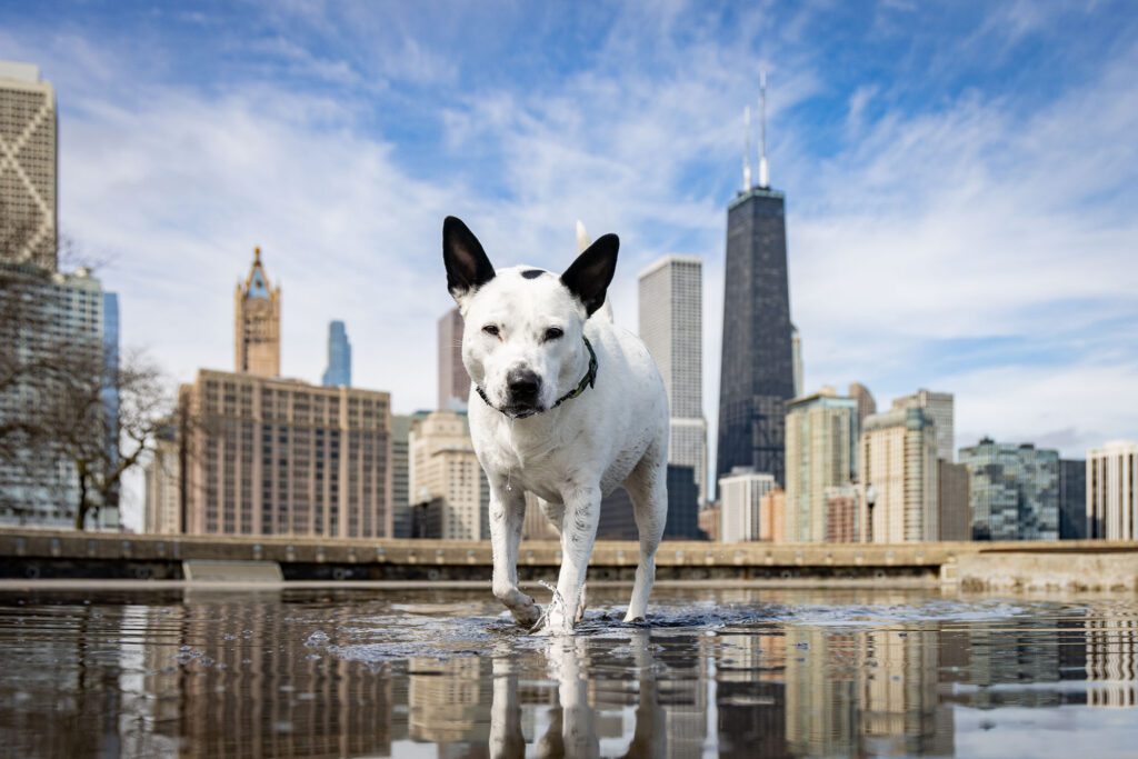 Chicago Dog Photographer