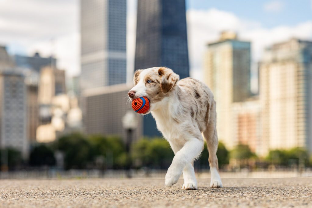 Milton Lee Olive Park Dog Photo