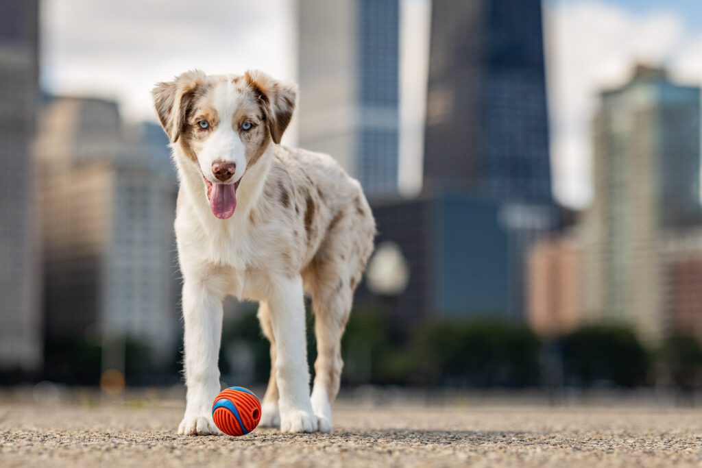 Chicago Dog Photographer