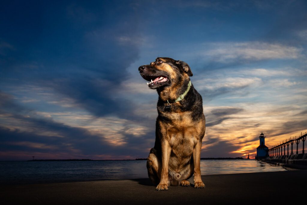 Chicago Pet Photographer
