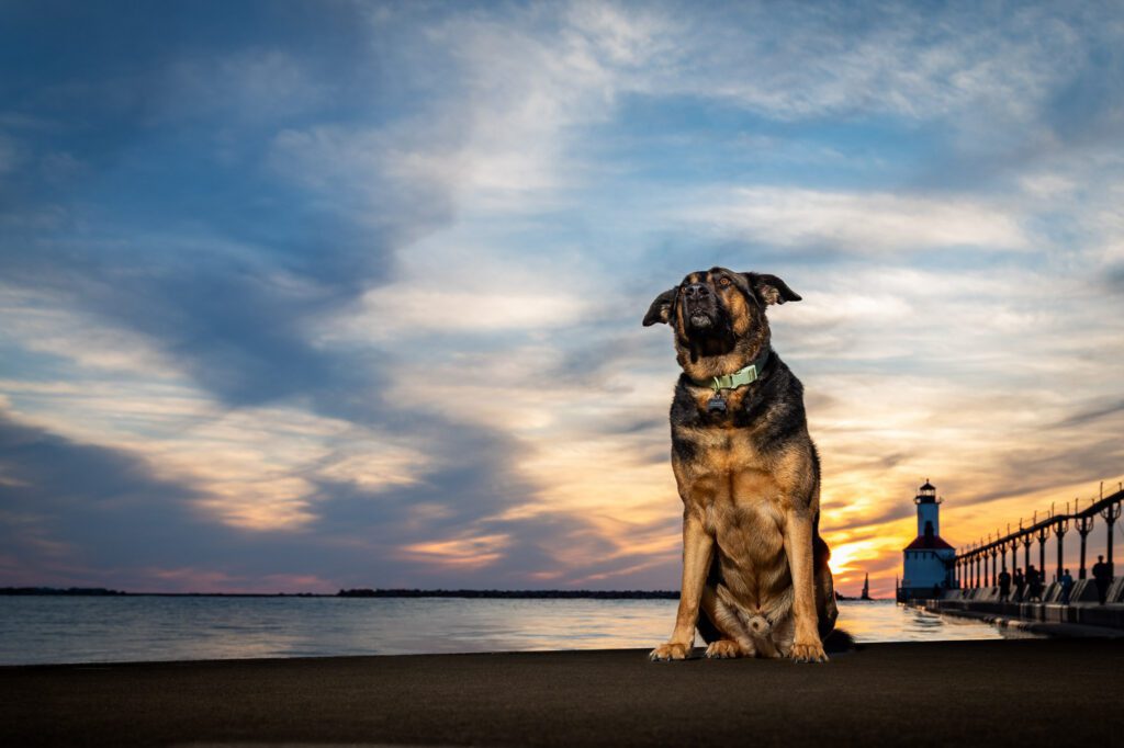 Sunset Dog Portraits