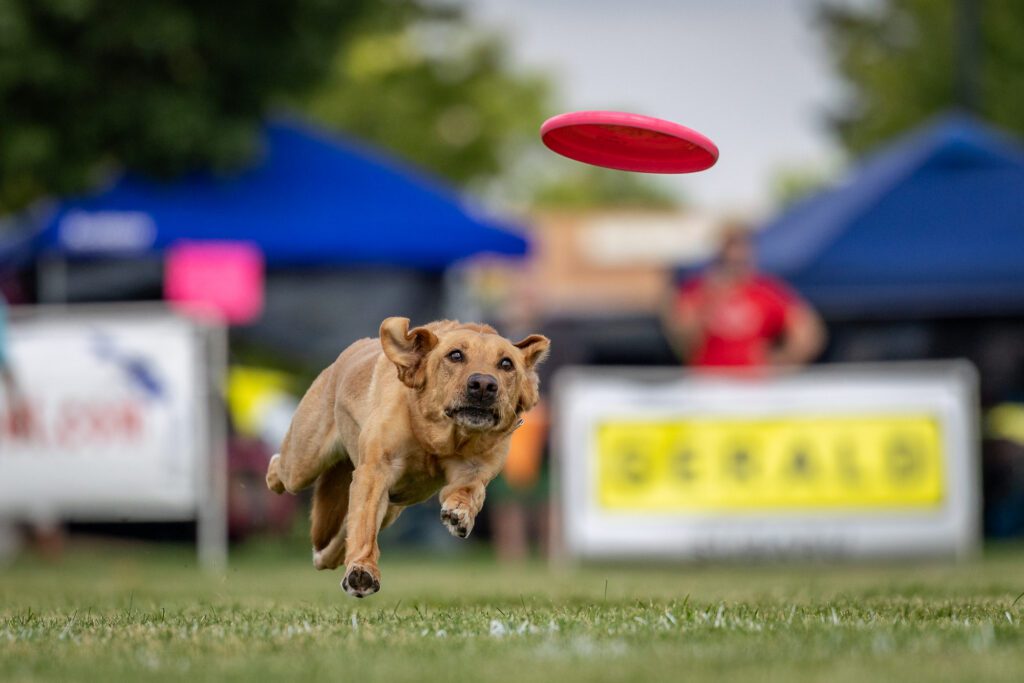 Dog Disc