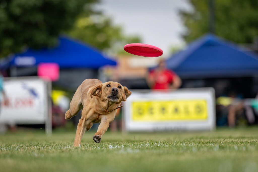 Dog Disc