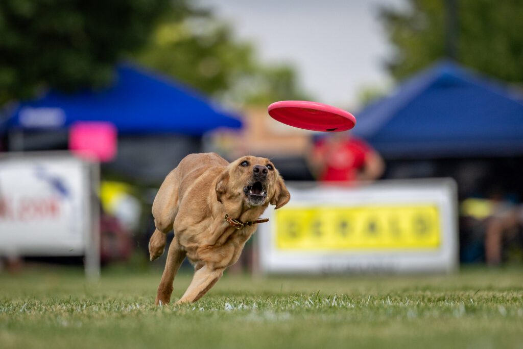 Dog Disc