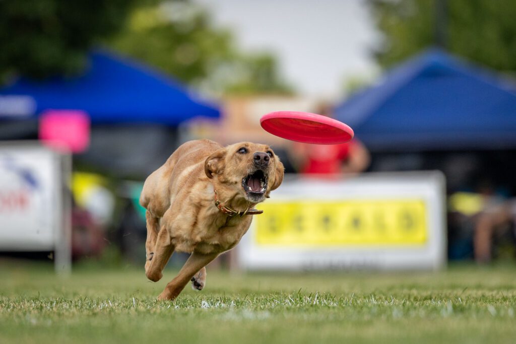 Dog Disc