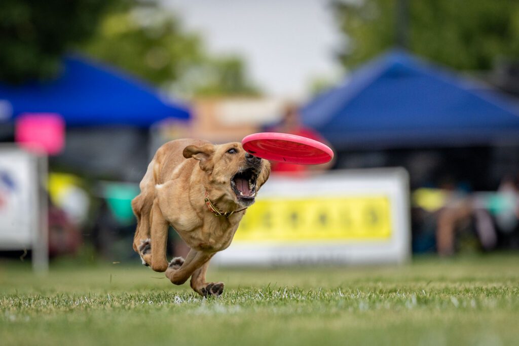 Dog Disc