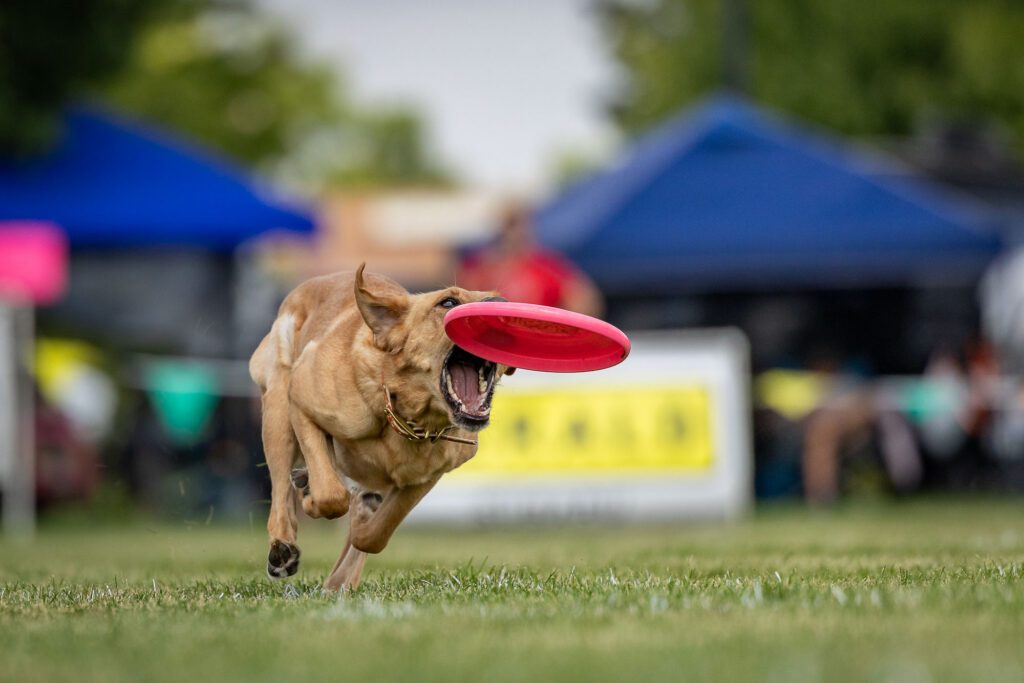 Dog Disc