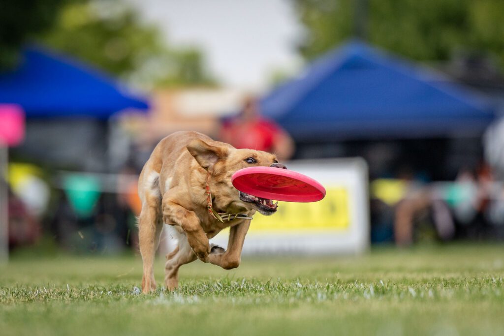 Dog Disc