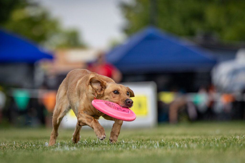 Dog Disc