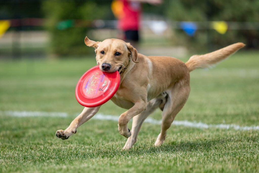 Dog Disc
