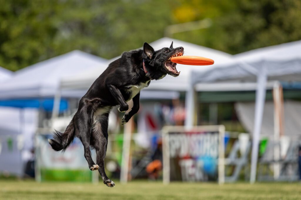Dog Disc