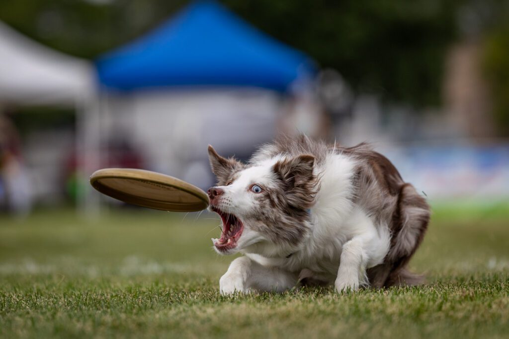 Dog Disc