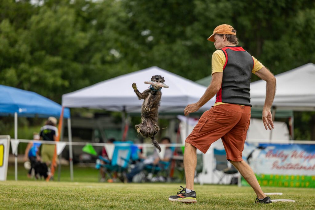 Dog Disc